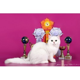Happy Bears Duniasha Silver Lady